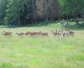 images/Schweden/Schweden 2012/IMG_0749.jpg